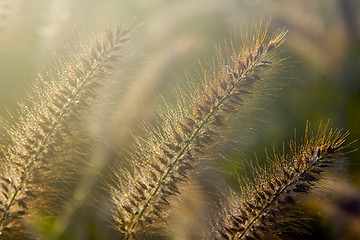 Image showing Bristle Grass IV