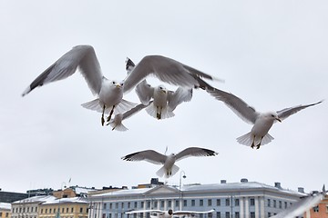 Image showing Seagulls in air