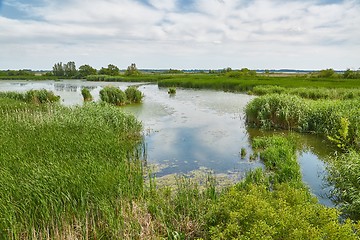 Image showing Water surface with plants