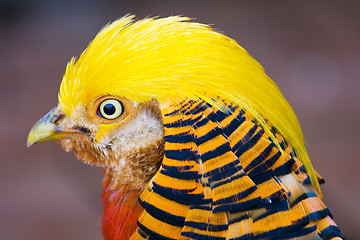 Image showing Golden Pheasant