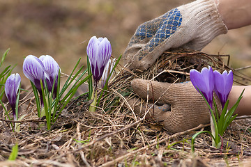 Image showing hands in gloves removing old grass from the flowerbed