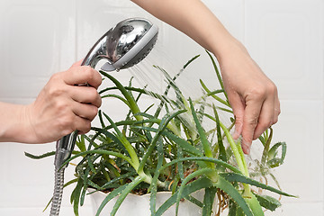 Image showing hands washing aloe plant