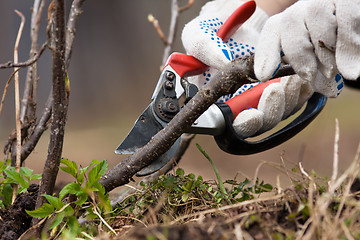 Image showing pruning black current with secateurs