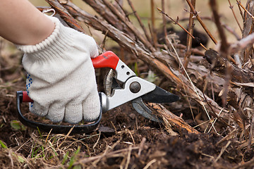 Image showing hand in gloves pruning raspberry with secateurs