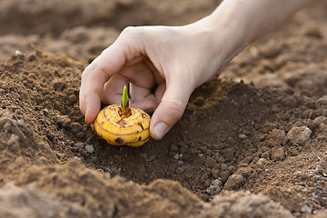 Image showing hand with gladiolus bulb