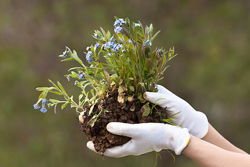 Image showing hands holding forget-me-not ready to planting