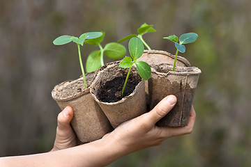 Image showing hands holding seedlings of cucumber