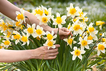 Image showing hands picking narcissus flowers in the garden