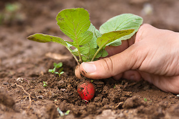 Image showing hand pulling radishes in vegetable garden