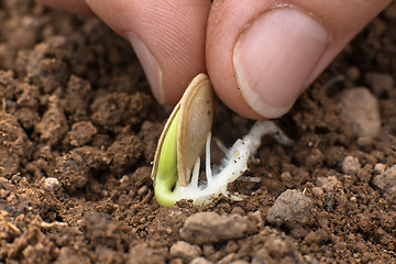 Image showing planting sprouted seed in the vegetable garden