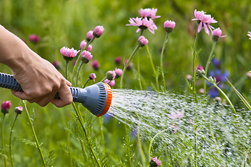 Image showing hand watering flowers in the garden