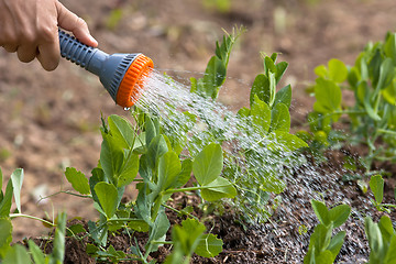 Image showing hand watering green peas in the garden