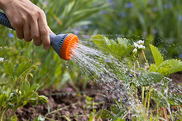 Image showing hand watering strawberry in the garden