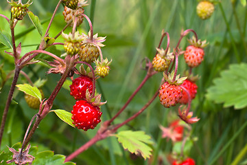 Image showing berries of wild strawberry (selective focus used)