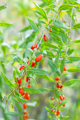 Image showing Goji plant