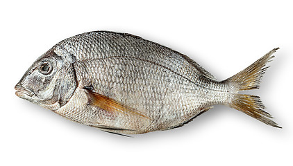 Image showing Single raw fresh dorado