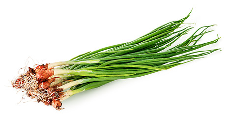 Image showing Bunch of young green onions