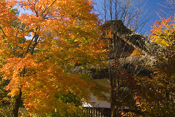 Image showing Fall in Japan