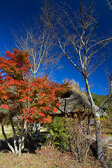 Image showing Fall in Japan II