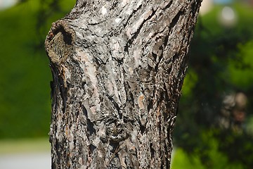Image showing Tree trunk closeup