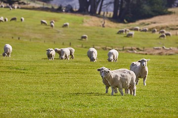 Image showing Sheep in the grass