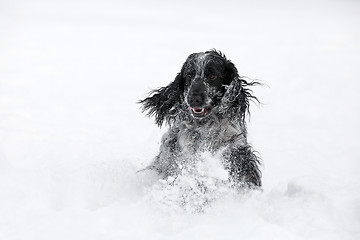 Image showing english cocker spaniel dog playing in snow winter