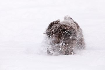 Image showing english cocker spaniel dog playing in snow winter