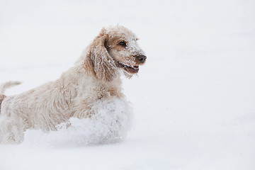 Image showing english cocker spaniel dog playing in snow winter