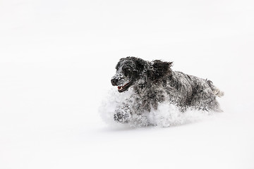 Image showing english cocker spaniel dog playing in snow winter