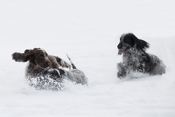 Image showing two english cocker spaniel dog playing in snow winter