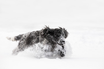 Image showing english cocker spaniel dog playing in snow winter