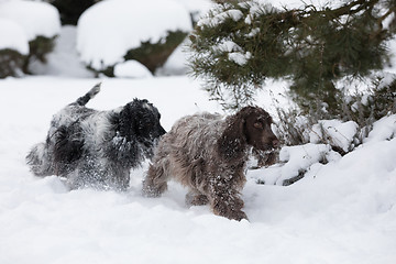 Image showing two english cocker spaniel dog playing in snow winter