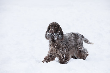 Image showing english cocker spaniel dog playing in snow winter