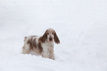 Image showing english cocker spaniel dog playing in snow winter