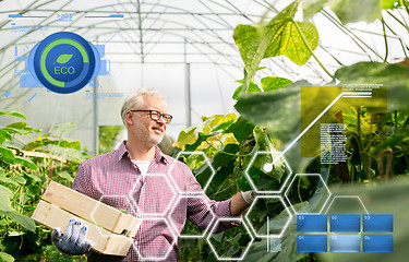 Image showing old man picking cucumbers up at farm greenhouse