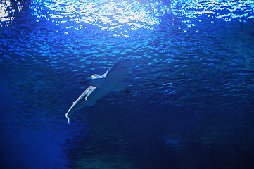Image showing Shark swimming under water
