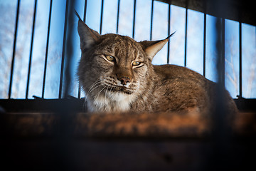 Image showing Portrait of the lynx