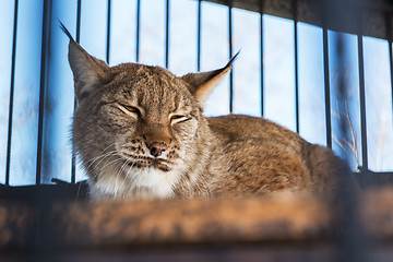 Image showing Portrait of the lynx