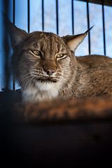 Image showing Portrait of the lynx