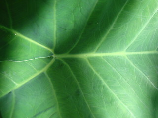 Image showing leaf macro lines