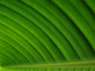 Image showing banana palm leaf green dark