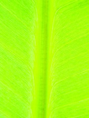 Image showing leaf macro lines