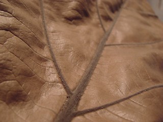 Image showing leaf texture brown dry