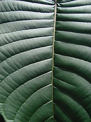 Image showing green leaf macro dark