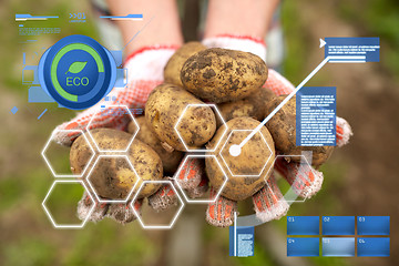 Image showing farmer hands holding potatoes at farm