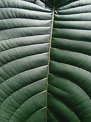 Image showing green leaf macro dark