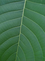 Image showing leaf macro lines