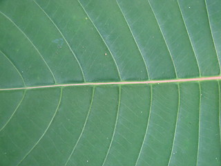 Image showing leaf macro lines