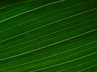 Image showing leaf macro lines