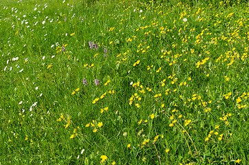 Image showing Sunlit summer flowers